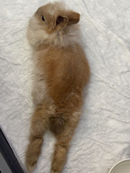 iepure pitic de companie