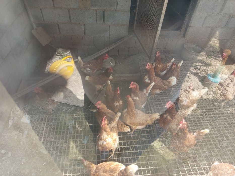 Срочно продам домашние куры