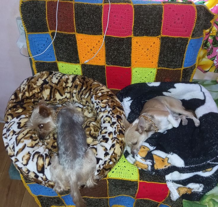 Передержка собак.