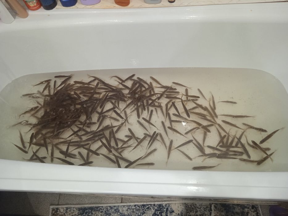 Малек живец.Продам малька ( живца)