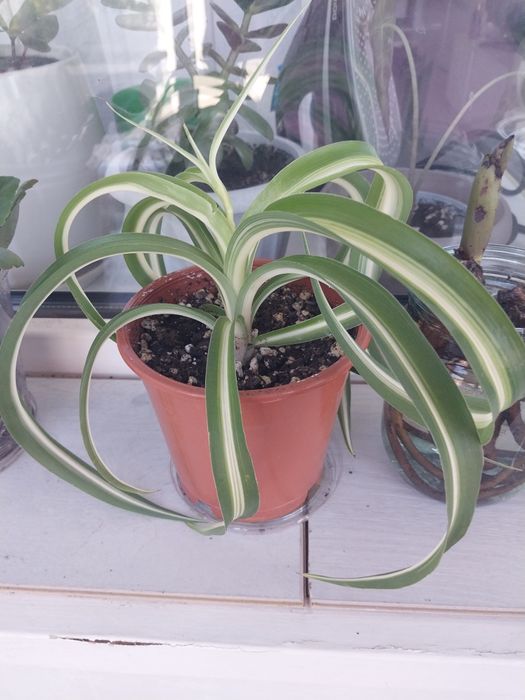 Продам комнатные цветы.