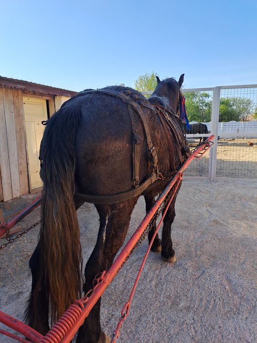 Vând cal de 3 ani castrat talie mare