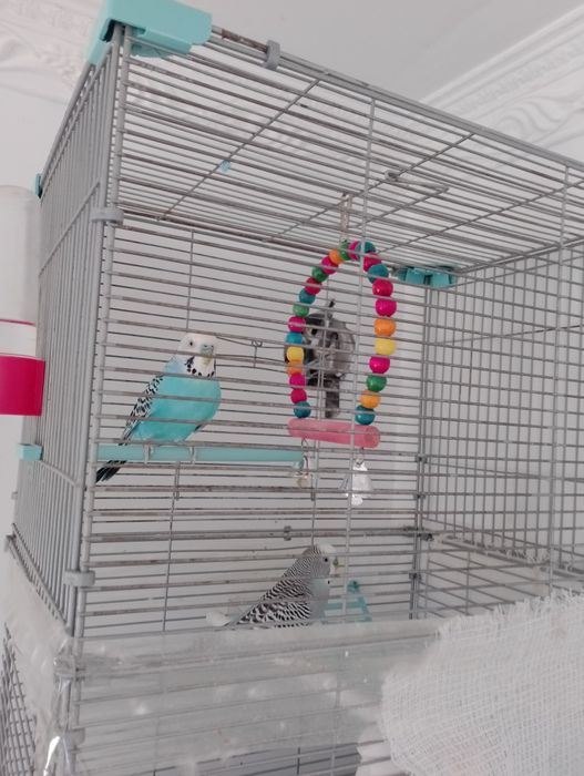 Попугай парочка с