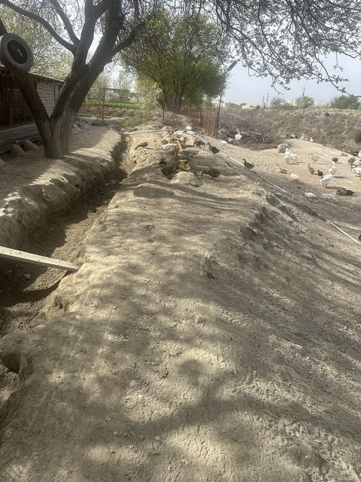 Urdak va g'oz tuxumlari sotiladi inkubator uchun xam bor