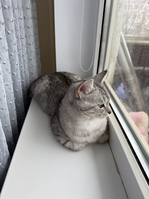 Кошка, отдадим в хорошие руки