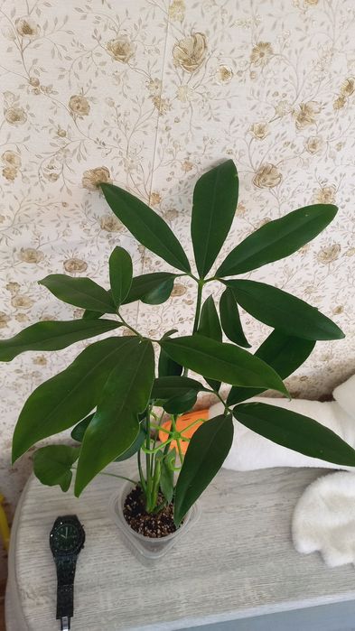 Клубни  алоказий