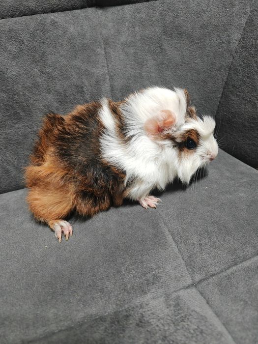 Продам молодых морских свинок.