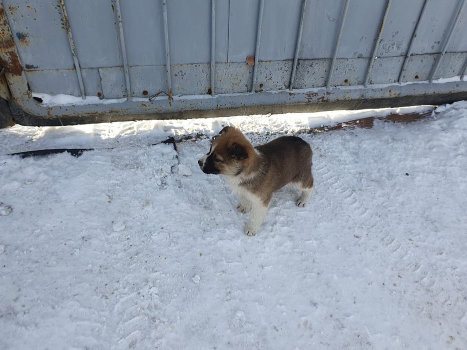 Отдам щенков в добрые руки