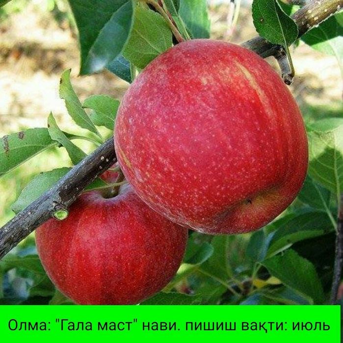 ОЛМА Кучатларини 14 хил сорти бор сортига кафолат берамиз