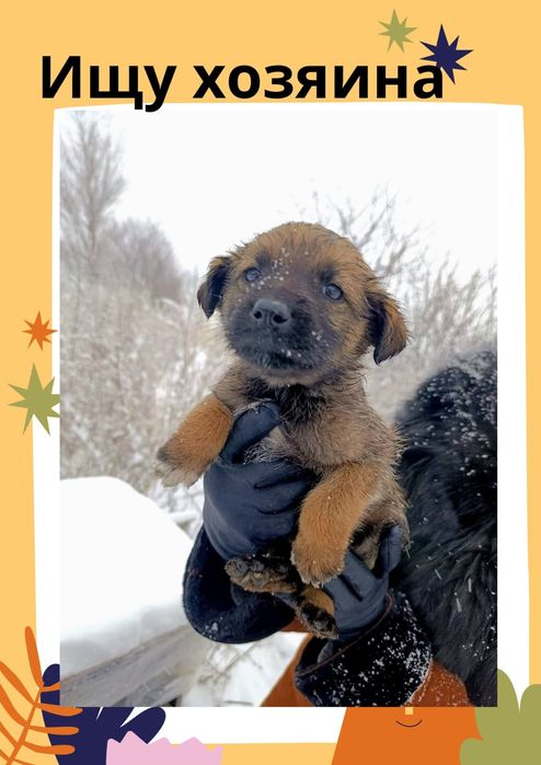 SOS!!! Срочно щенки на кладбище