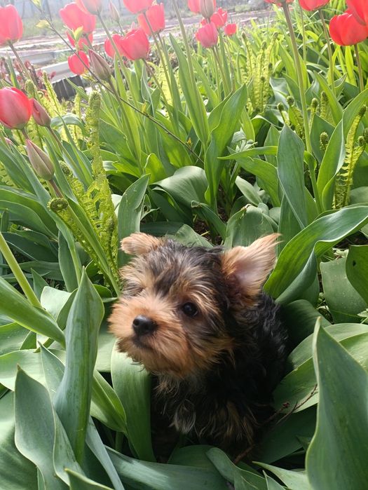 Йоркширский терьер