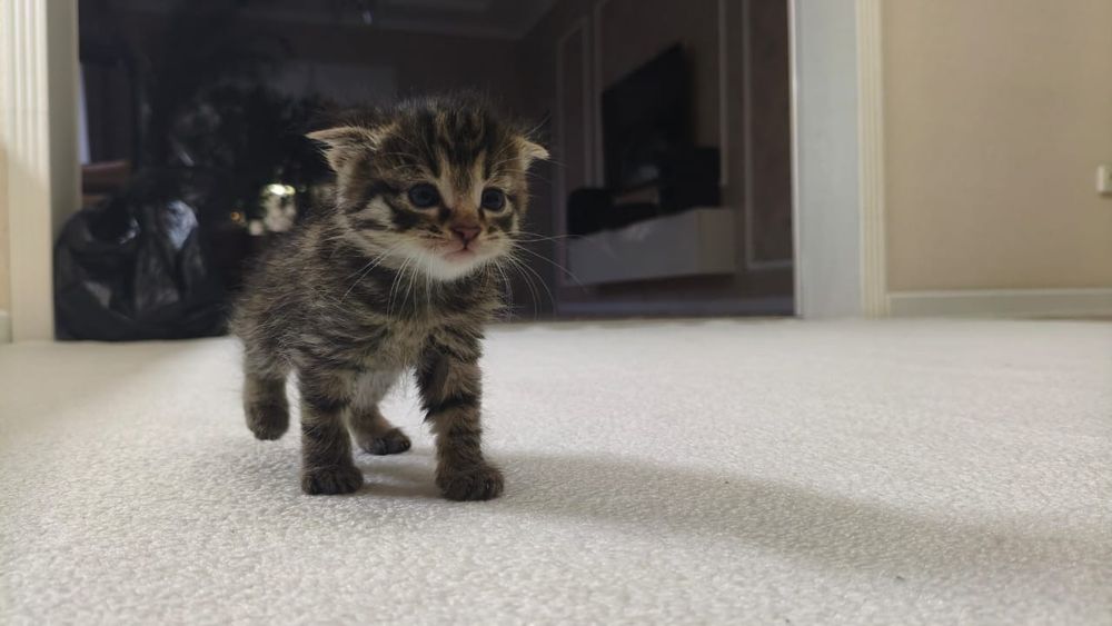 Котята очень умные