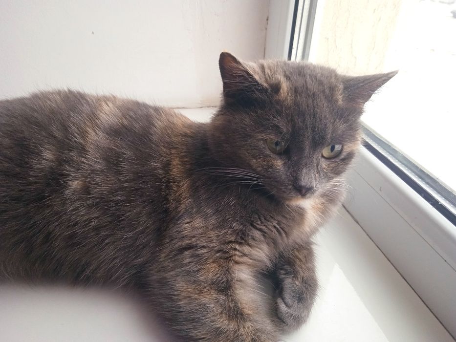 Отдам кошечку в добрые руки