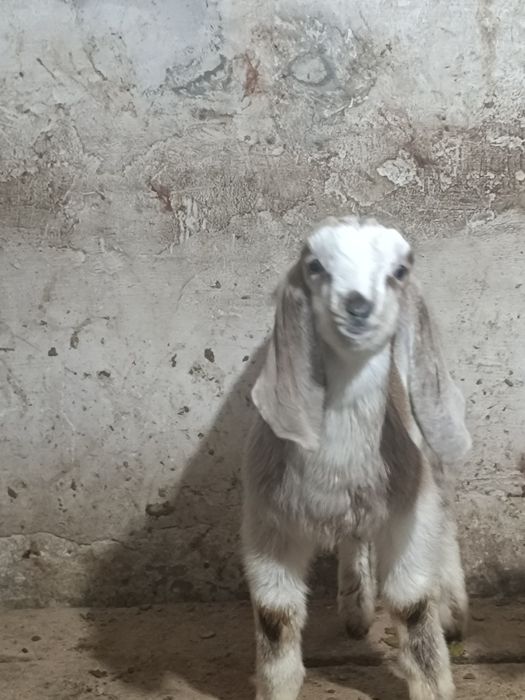 Козлик камори битал продаеться