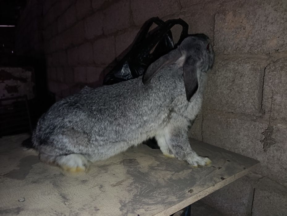 Великан 3 та куйон сотилади . Самка великан