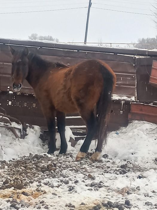 Кабыла с жеребенком