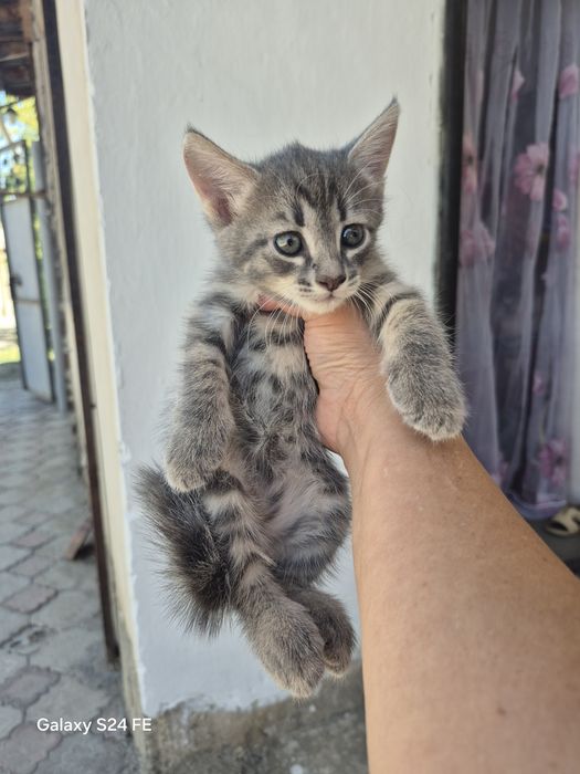 Продам котенка 1