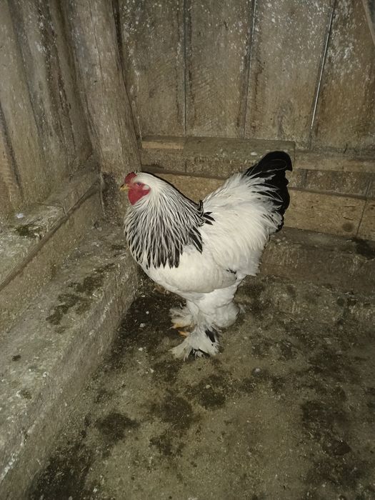 Vând cocoș brahma Columbia alb-negru