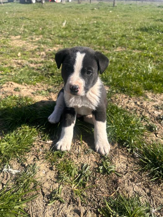 Căței de o lună jumate spre adopție