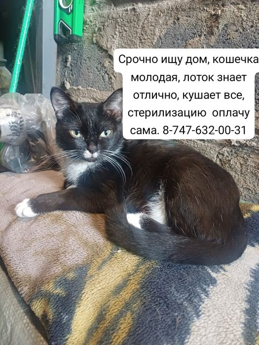 Срочно ищу дом кошечке