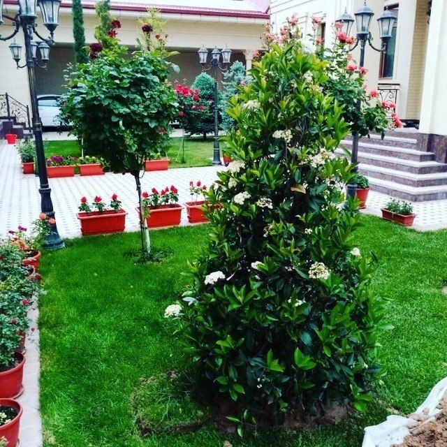 Газон ландшафт дизайн