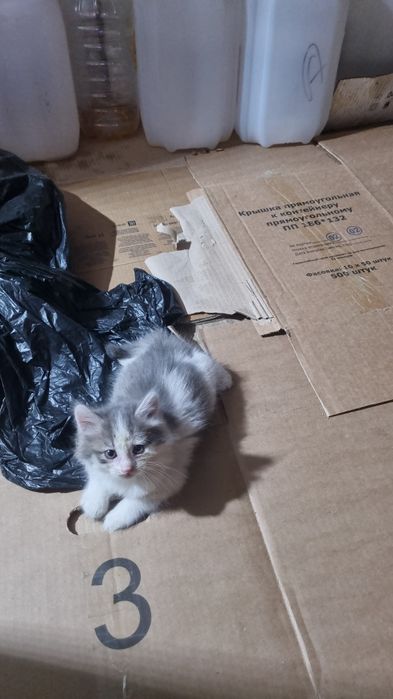 Котята 1.5 месяца в добрые руки