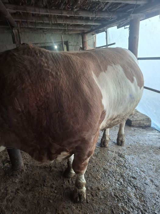 Smental buqa sotiladi