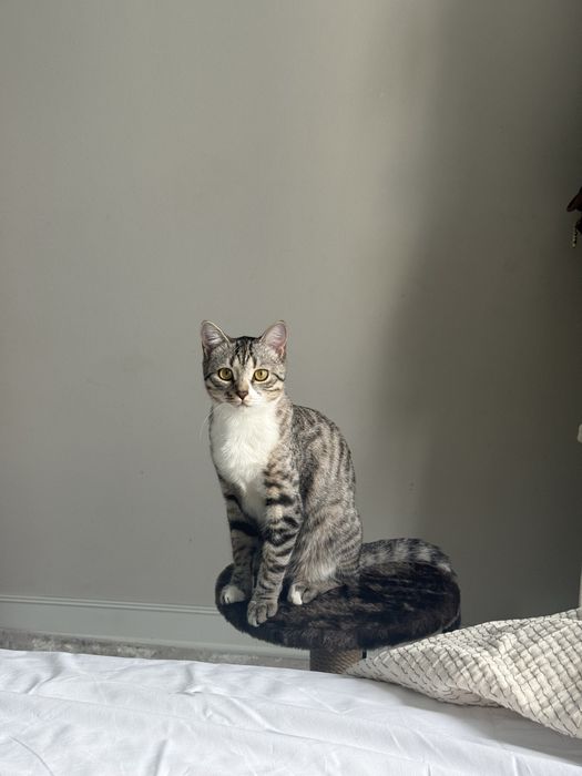 Отдам в добрые и заботливые руки