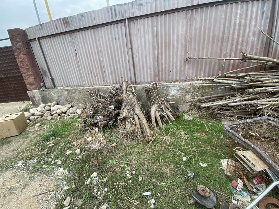 Отын агаш тегын.