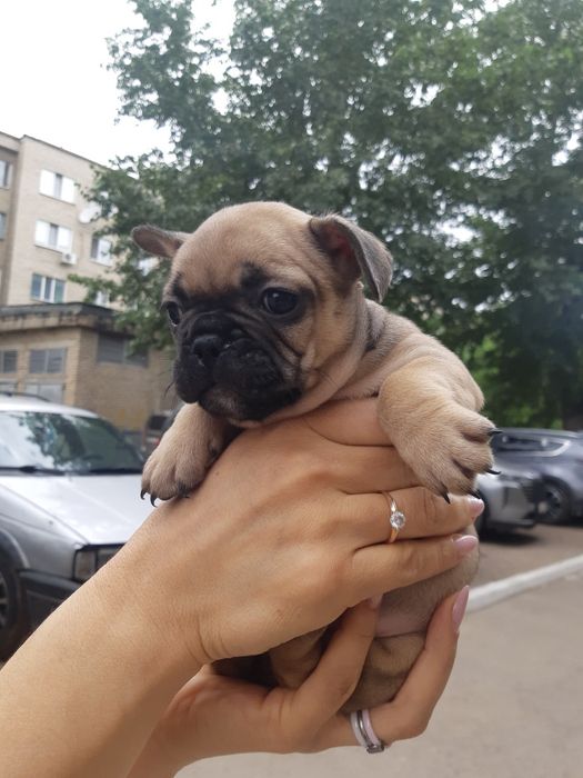 Французский бульдог