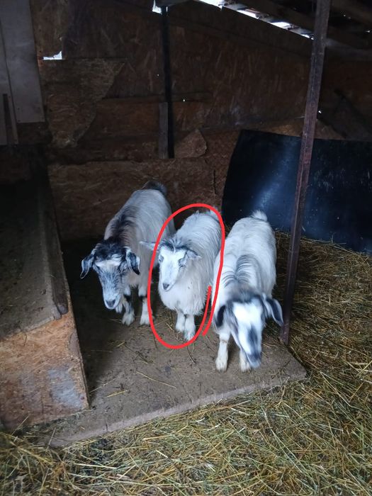 Vând ieduță din capră bună de lapte sau schimb cu grăsun