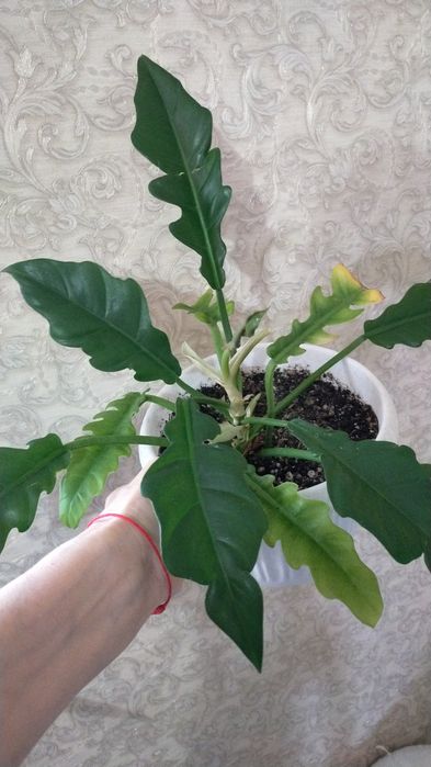 Продам комнатные растения