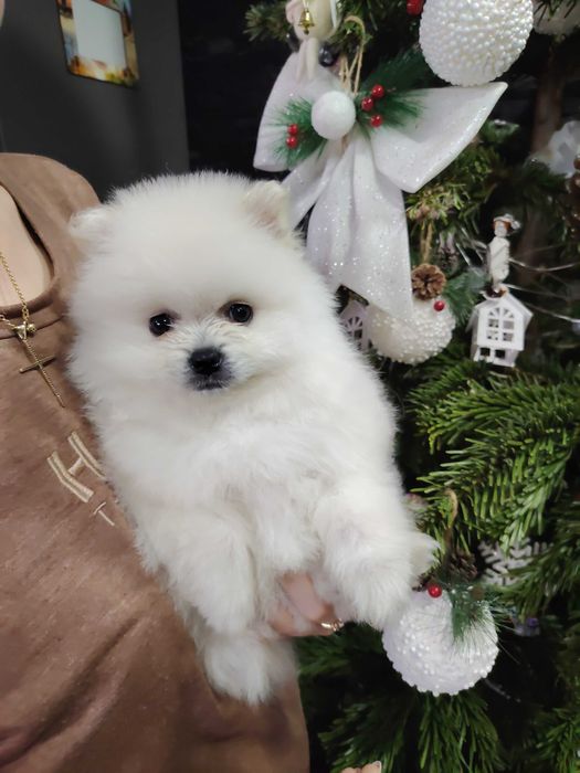 Pomeranian mascul toy