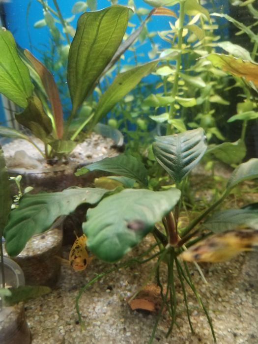 .Анубиас (лат. Anubias)