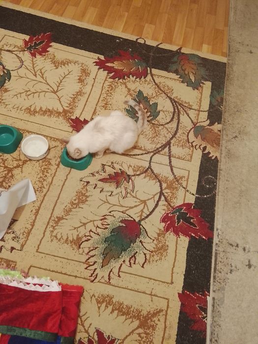 Кошку в хорошие руки