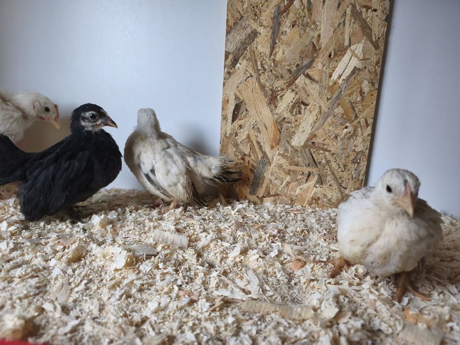 Шабо пиленца на 45 дни