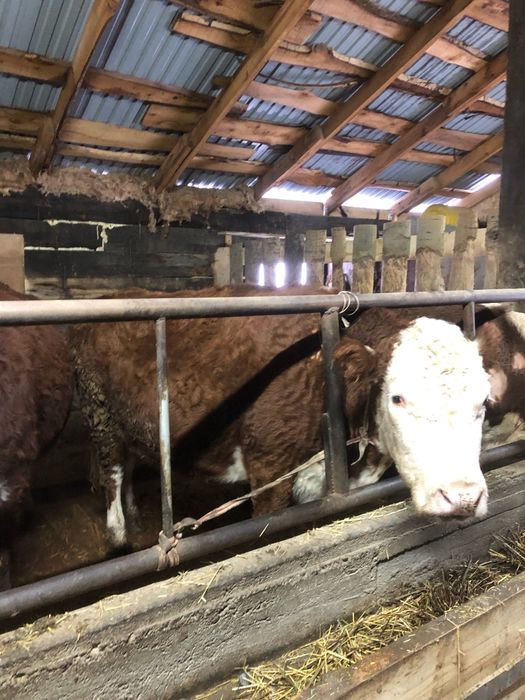 Продам лошадей КРС с откорма