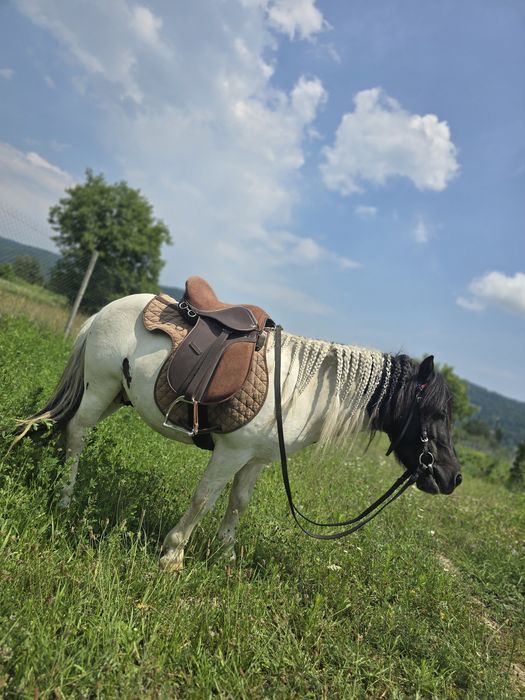 Vand ponei armăsar de 6 ani.