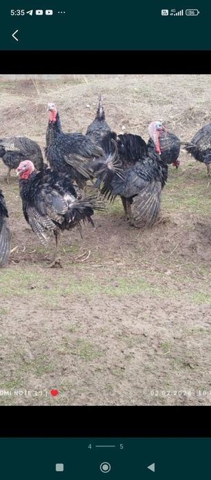 Яйца индюшиное продаются