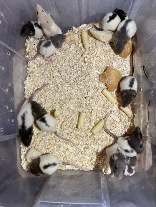 Șobolani dumbo de casă pet