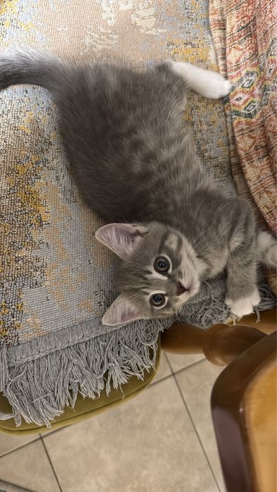 Котята в добрые руки!