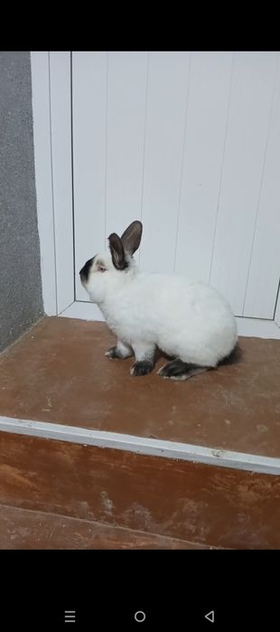 Калифорния зоти қуёнлари