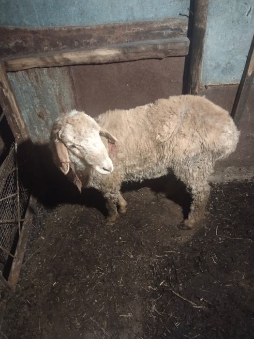 Продам молодого  БАРАНА(ТОКТЫ)