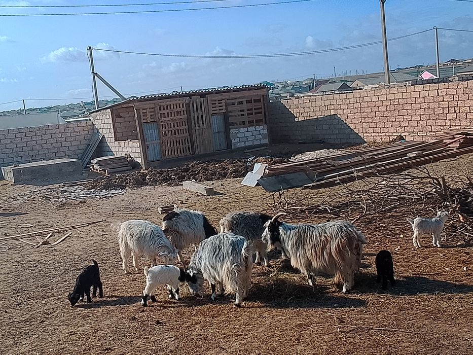 Лақты ешкі сатылады