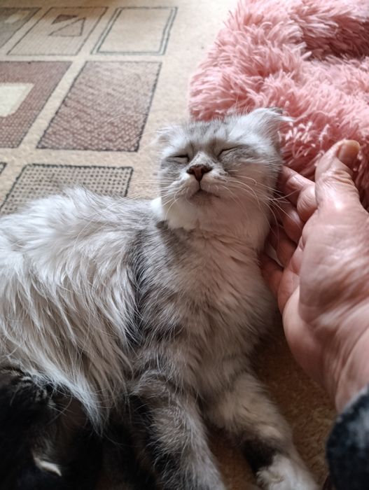 Котята Скотиш фолд