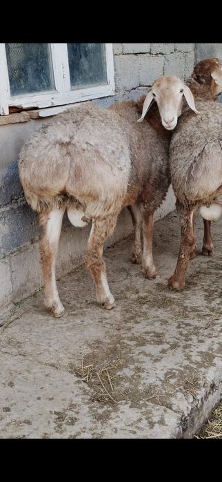 Арашан тоқты кошкарлар