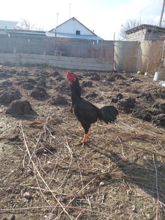 Дакан хуроз жужа