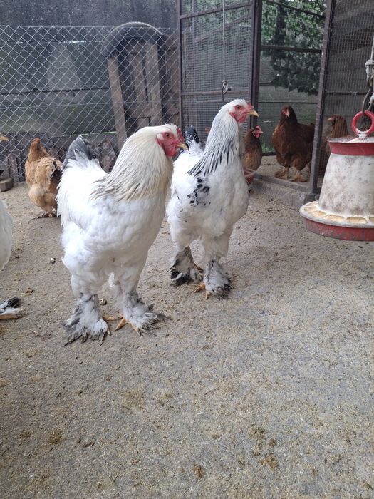 Vând 3 cocoși Brahma ,sau schimb cu puicuțe  Brahma!