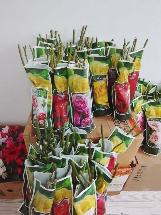 Цикламин розы расспродажа