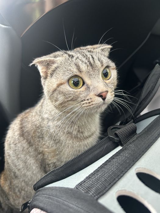 Уошка кошечка кошка